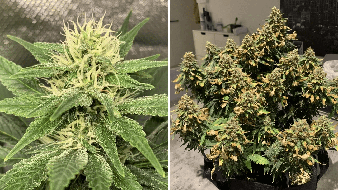 The 15 Easiest Cannabis Strains To Grow For Beginners WSE